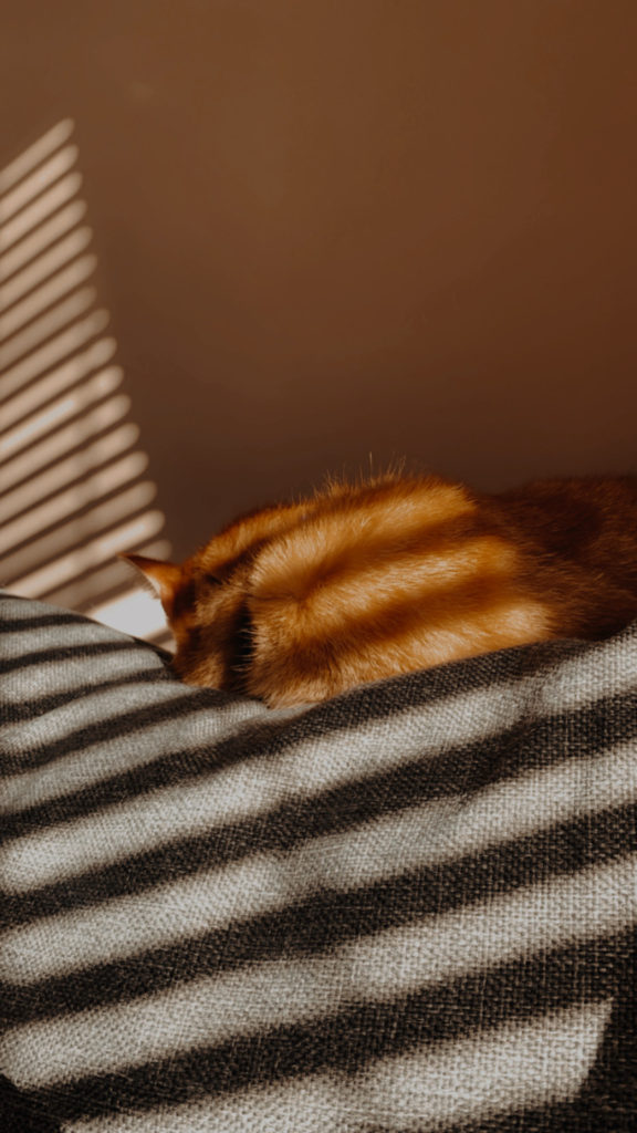 ginger cat asleep on a sofa in the sun