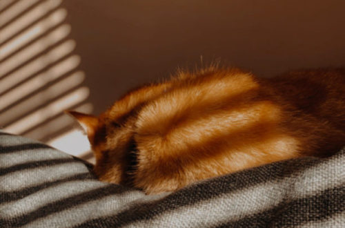 ginger cat asleep on a sofa in the sun