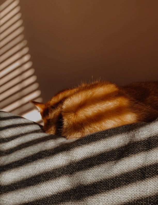 ginger cat asleep on a sofa in the sun