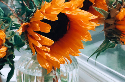 sunflowers in a vase